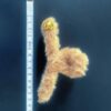 Large Plush Hair Claw Clip (Autum Fall) measurement Large Plush Hair Claw Clip (Autum Fall)